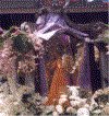 turumba1.gif (87769 bytes)